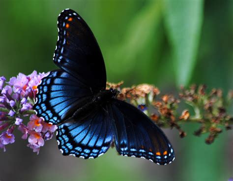 'Astyanax' Red-spotted Purple Limenitis arthemis astyanax | Butterflies and Moths of North America