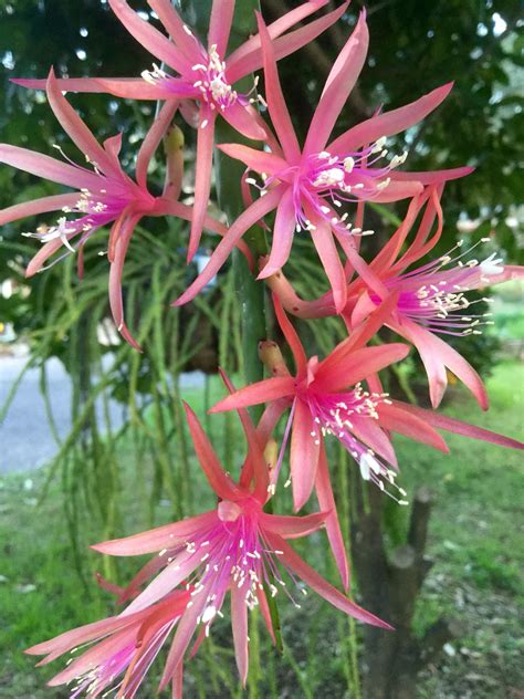 EPIPHYLLUM "GEORGE'S FAVOURITE". | Suculentas, Cactos e suculentas, Cactos