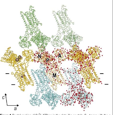 Figure 1 from Crystal structure of the calcium pump of sarcoplasmic reticulum at 2.6 AÊ ...