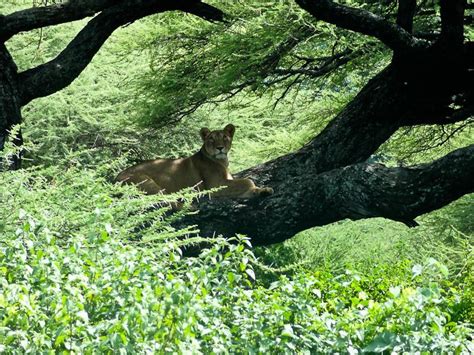 Tree-Climbing Lions of Lake Manyara