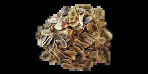 Senna Pods Supplier and Exporter in India | Arizone