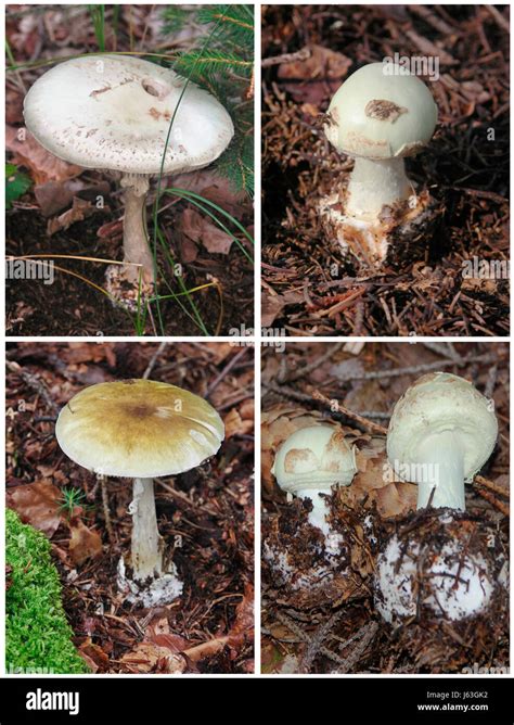 Death angel mushroom hi-res stock photography and images - Alamy