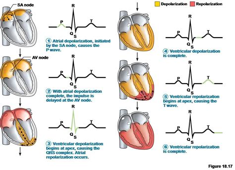 3. Heart Physiology - Biology 2402 with Gargan at Tarrant County College - StudyBlue ...