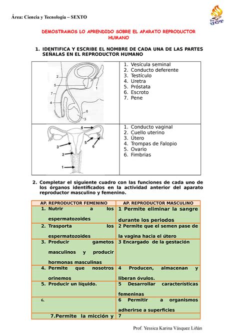 Actividad De Sistema Reproductor Femenino Y Masculino Images – Modafinil24