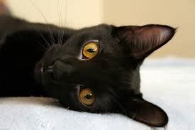 Is there such thing as a Black Siamese Cat?-Kittentoob