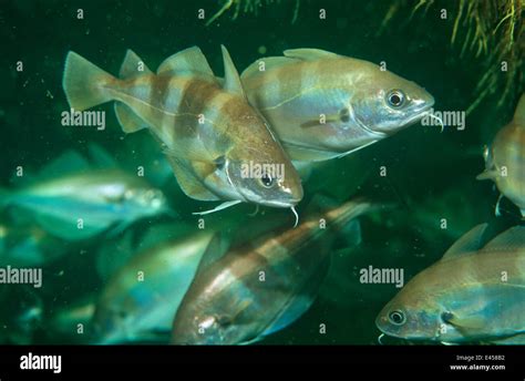 Pouting fish uk hi-res stock photography and images - Alamy