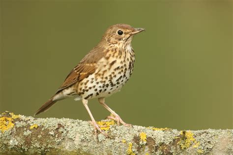 Tordo - Espécies de Aves - InfoEscola