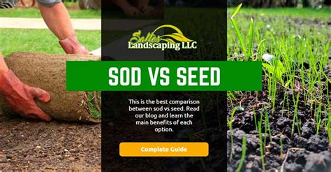 Sod vs Seed: These Are the Main Benefits of Each Option