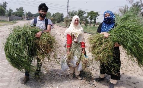 Rhodes grass seed production: an initiative for smallholder farmers | Aik Saath