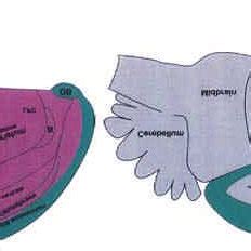 Historical view of brain organization in bird (a) and mammal (b). Most... | Download Scientific ...