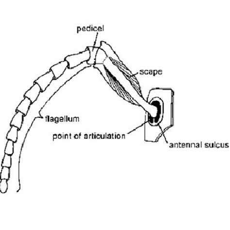 Entomology For Students: antenna