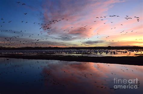 Bosque Del Apache Sunrise Photograph by Bob Christopher | Fine Art America