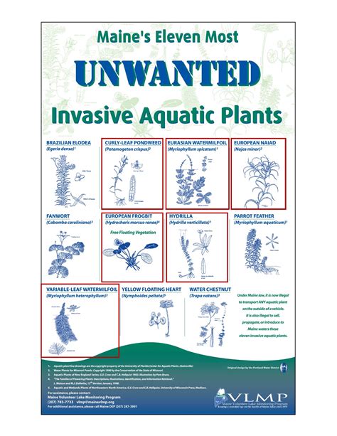 Maine Lakes Invasive Aquatic Plants in Maine