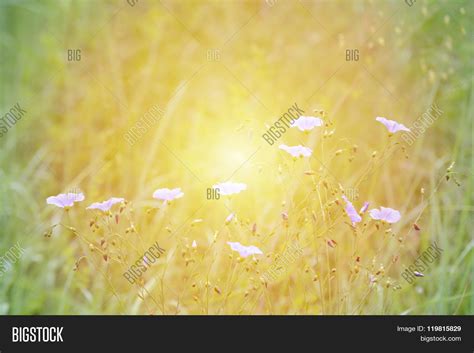 On Green Field Small Image & Photo (Free Trial) | Bigstock