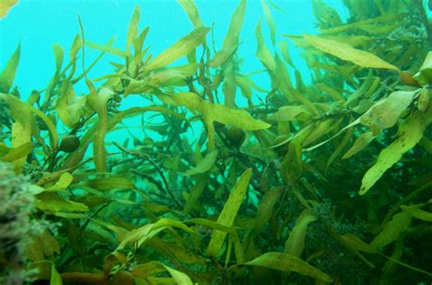 Seaweed in the sea off New Zealand - The Lawn Man