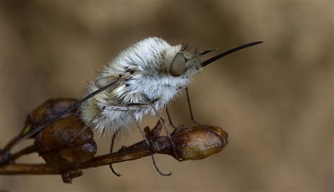 Meet the bee-fly: the cute bee mimic with a dark side | Natural History Museum