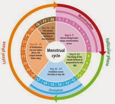 Menstrual cycle