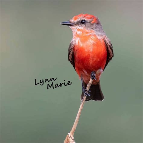 Vermilion Flycatcher – Imagine Our Florida, Inc