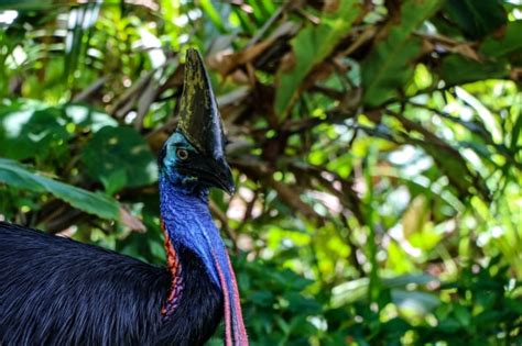 Cassowaries - Australian Photography