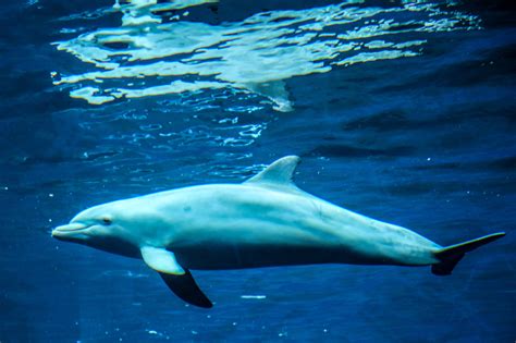 Free Images : sea, water, ocean, animals, vertebrate, marine mammals, marine mammal, marine ...