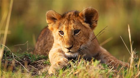 1920x1080 Resolution lion cub, grass, lion 1080P Laptop Full HD Wallpaper - Wallpapers Den