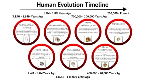 Homo Sapiens Evolution Timeline