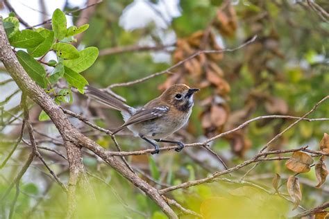 Hawaii Birding Tours - Birdwatching - Birds of Hawaii - Birdquest