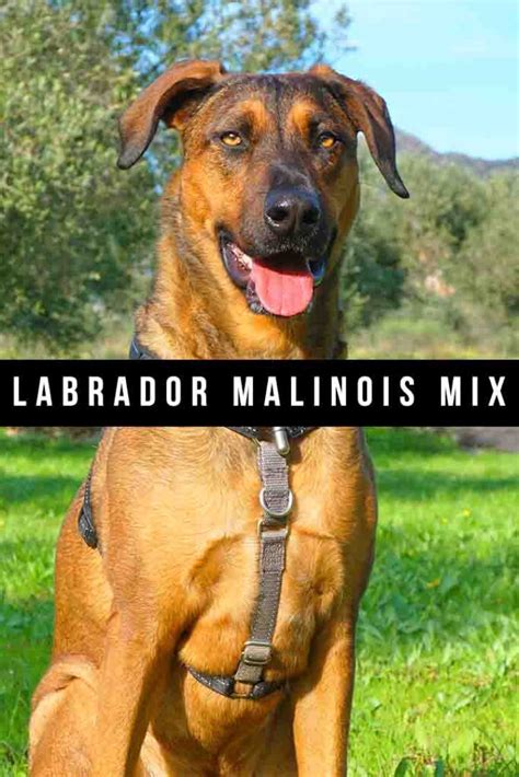 Labrador Malinois Mix