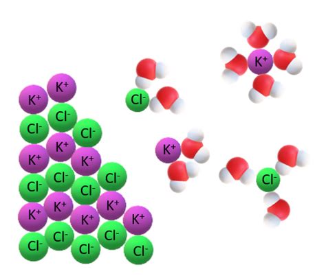 Draw a model showing the solvation of potassium chloride in | Quizlet