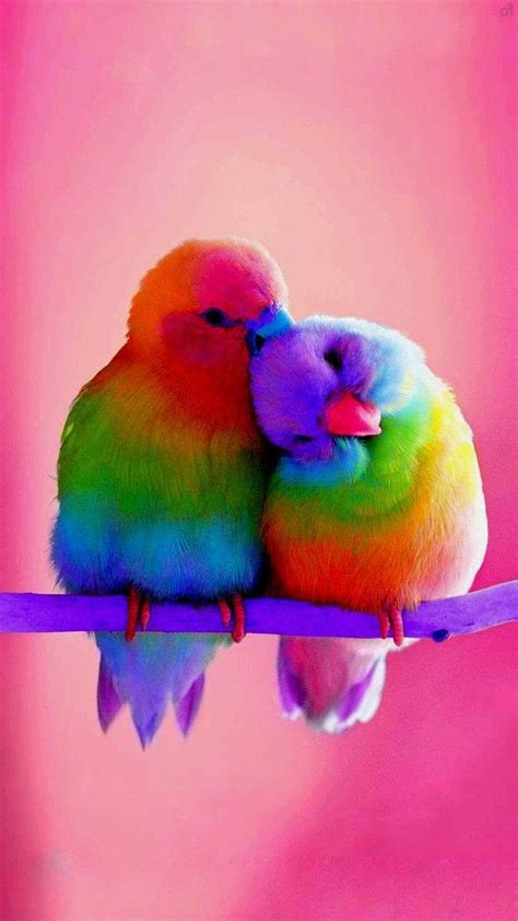 Download Rainbow Love Birds On Pink Background Wallpaper | Wallpapers.com