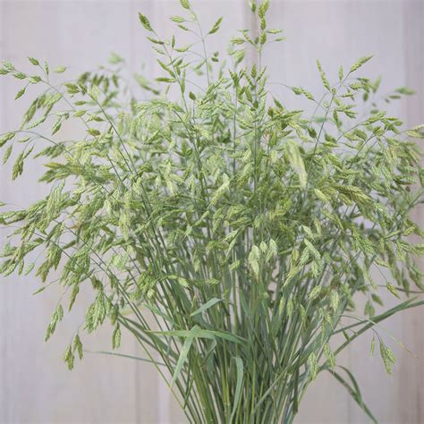 Bromus Grass - Ornamental Grass Seed | Johnny's Selected Seeds