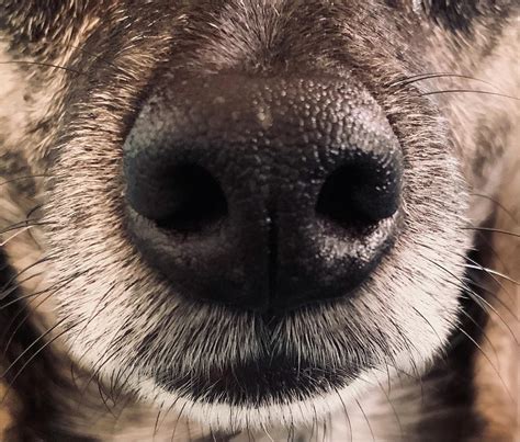 Dramatic Wolf Nose Closeup Photograph by Pupcorn Pop - Pixels