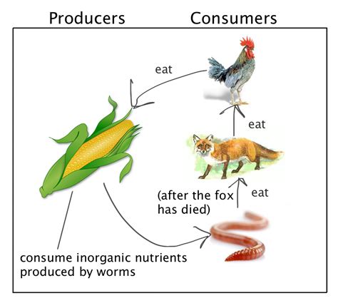 Producers And Consumers Examples