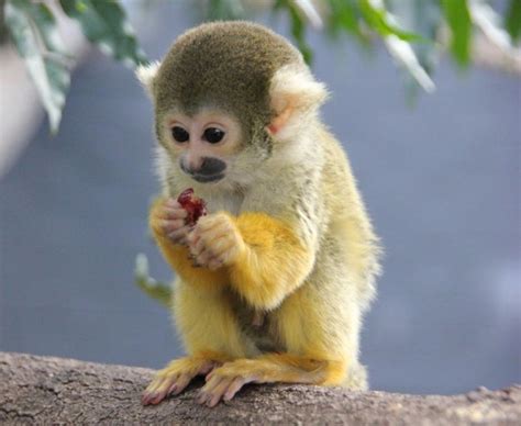 Baby Squirrel Monkey | Squirrel monkey, Baby animals pictures, Pet monkey