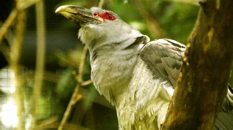 Channel billed cuckoo song call, Channel billed cuckoo sound [HD ...