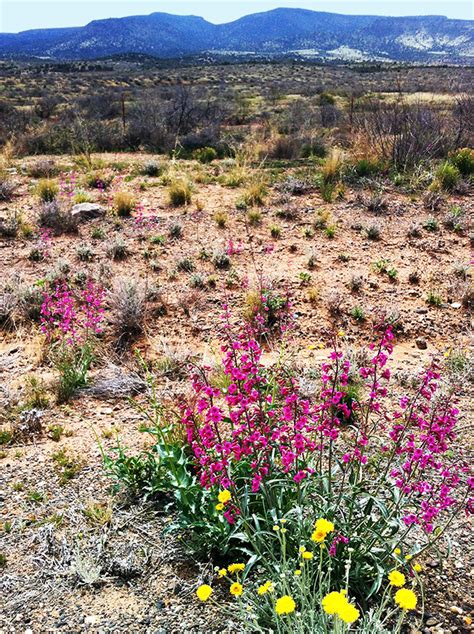 Finding wildflowers in the Arizona desert | Travelcraft Journal