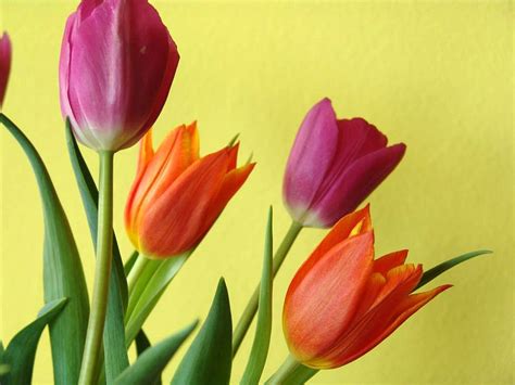 Tulips Orange Purple · Free photo on Pixabay