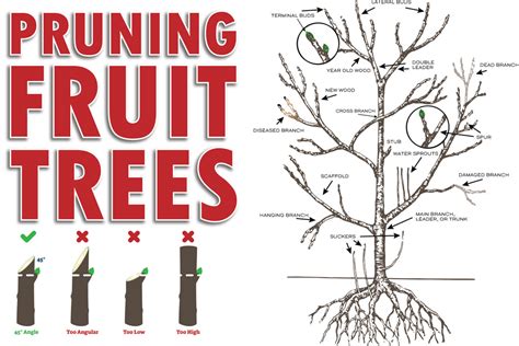 Fruit Tree Pruning: The Basics!