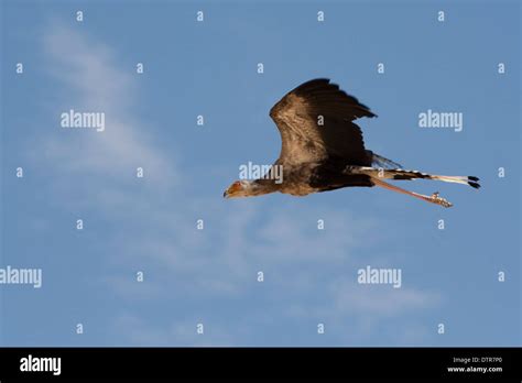 Secretary bird flying hi-res stock photography and images - Alamy