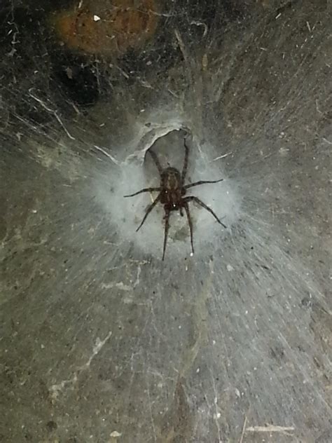 Nope Spider in my shed : r/nope