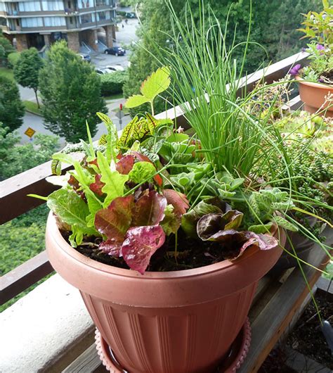 How and Why We Grow Lettuce in Containers - Horticulture