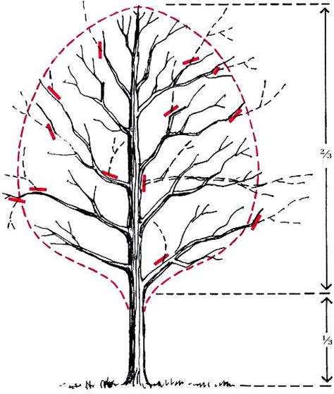 Pruning of Mature Trees