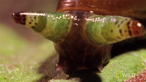 Parasite Turns Snails Into Zombies