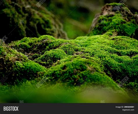 Beautiful Green Moss Image & Photo (Free Trial) | Bigstock