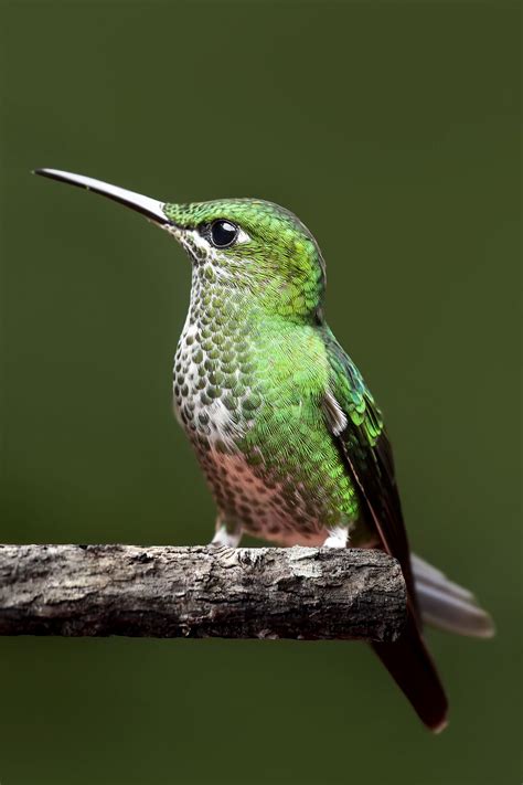 Pin on Hummingbird