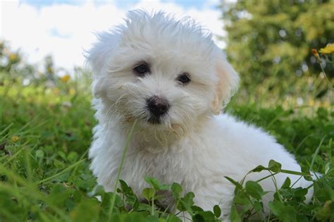 Bichón Maltés | Características y temperamento del Perro Maltés