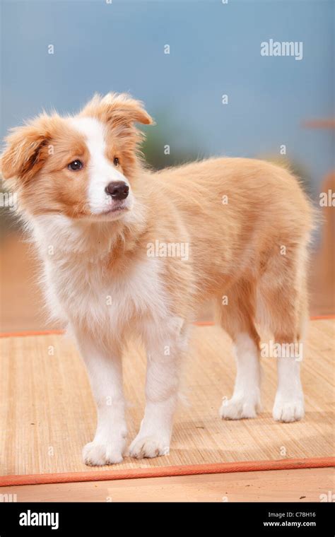 Border Collie, puppy, 14 weeks, australian red-white Stock Photo - Alamy