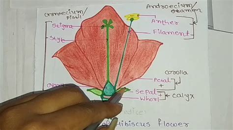 Diagram Of Hibiscus Flower