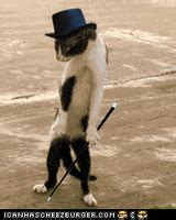 Fancy Cat GIFs - Find & Share on GIPHY