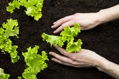 Growing Lettuce from Seeds, Seedlings, or Cuttings - Food Gardening Network